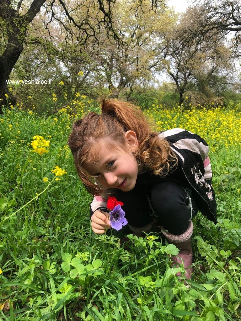 פעילות לאביב